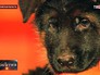 Щенок Добрыня Щенок Добрыня