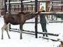 Лосиноостровская биостанция Лосиноостровская биостанция