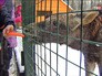 Лосиноостровская биостанция Лосиноостровская биостанция