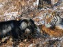 Козёл и тигр в Приморском сафари-парке Козёл и тигр в Приморском сафари-парке