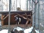 Козёл и тигр в Приморском сафари-парке Козёл и тигр в Приморском сафари-парке