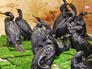 Спасение птиц после нефтяного разлива из танкера Спасение птиц после нефтяного разлива из танкера