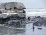 Пострадавшие птицы после нефтяного разлива Пострадавшие птицы после нефтяного разлива