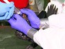 Спасение птиц после нефтяного разлива из танкера Спасение птиц после нефтяного разлива из танкера