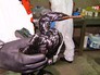 Спасение птиц после нефтяного разлива из танкера Спасение птиц после нефтяного разлива из танкера