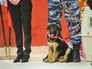 Щенок Добрыня, переданный в дар французской полиции Щенок Добрыня, переданный в дар французской полиции