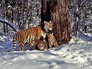 Cемейство амурских тигров Cемейство амурских тигров