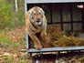 Амурского тигра выпускают на волю Амурского тигра выпускают на волю