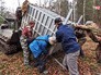Контейнер с амурским тигром Контейнер с амурским тигром