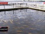 Разведение сибирского осетра в Новгородской области Разведение сибирского осетра в Новгородской области
