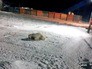 Раненый белый медведь Раненый белый медведь