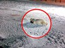 Раненый белый медведь Раненый белый медведь