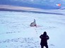 Убийство белового медведя Убийство белового медведя