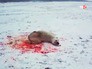 Убийство белового медведя Убийство белового медведя