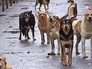 Собачий приют Собачий приют