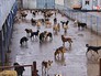 Собачий приют Собачий приют