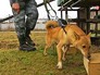 Тренировка служебных собак Тренировка служебных собак
