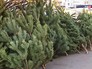 Нелегальный ёлочный базар Нелегальный ёлочный базар