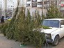 Нелегальный ёлочный базар Нелегальный ёлочный базар