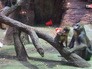 Обезьяны в вольере Московского зоопарка Обезьяны в вольере Московского зоопарка