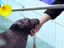 Нерпы в бассейне Нерпы в бассейне