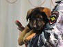 Щенок Добрыня, переданный в дар французской полиции Щенок Добрыня, переданный в дар французской полиции