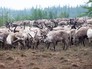 Олени Олени