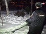 Поимка дикого кабана в городе Поимка дикого кабана в городе
