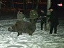 Поимка дикого кабана в городе Поимка дикого кабана в городе