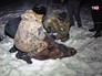 Поимка дикого кабана Поимка дикого кабана