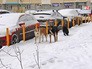 Бездомные собаки Бездомные собаки