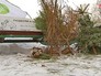 Пункт сбора старых елок Пункт сбора старых елок