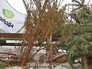Пункт сбора старых елок Пункт сбора старых елок