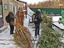 Пункт сбора старых елок Пункт сбора старых елок