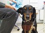 Собака в ветеринарной клинике Собака в ветеринарной клинике