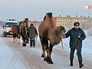 Сотрудники МЧС спасают верблюдов Сотрудники МЧС спасают верблюдов