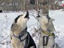 Ездовые собаки Ездовые собаки