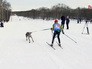 Чемпионат по ездовому спорту с собаками Чемпионат по ездовому спорту с собаками