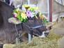 Сельскохозяйственная выставка на ВДНХ Сельскохозяйственная выставка на ВДНХ