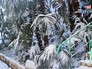 Снегопад в Сочи Снегопад в Сочи