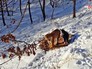 Тигр Амур и козел Тимур в Приморском сафари-парке Тигр Амур и козел Тимур в Приморском сафари-парке