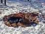 Тигр Амур и козел Тимур в Приморском сафари-парке Тигр Амур и козел Тимур в Приморском сафари-парке