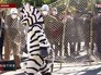 Учения по поимке животных в Токио Учения по поимке животных в Токио