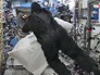 На борту МКС разыгрывают побег от гориллы На борту МКС разыгрывают побег от гориллы