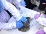 Ученые вскрывают окаменелость с пещерным львенком Ученые вскрывают окаменелость с пещерным львенком