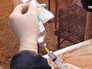 Вакцинация домашних животных Вакцинация домашних животных