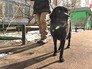 Слепая собака-поводырь Слепая собака-поводырь
