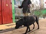 Слепая собака-поводырь Слепая собака-поводырь