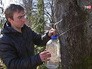 Сбор кленового сока Сбор кленового сока