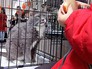 Выставка кошек Выставка кошек